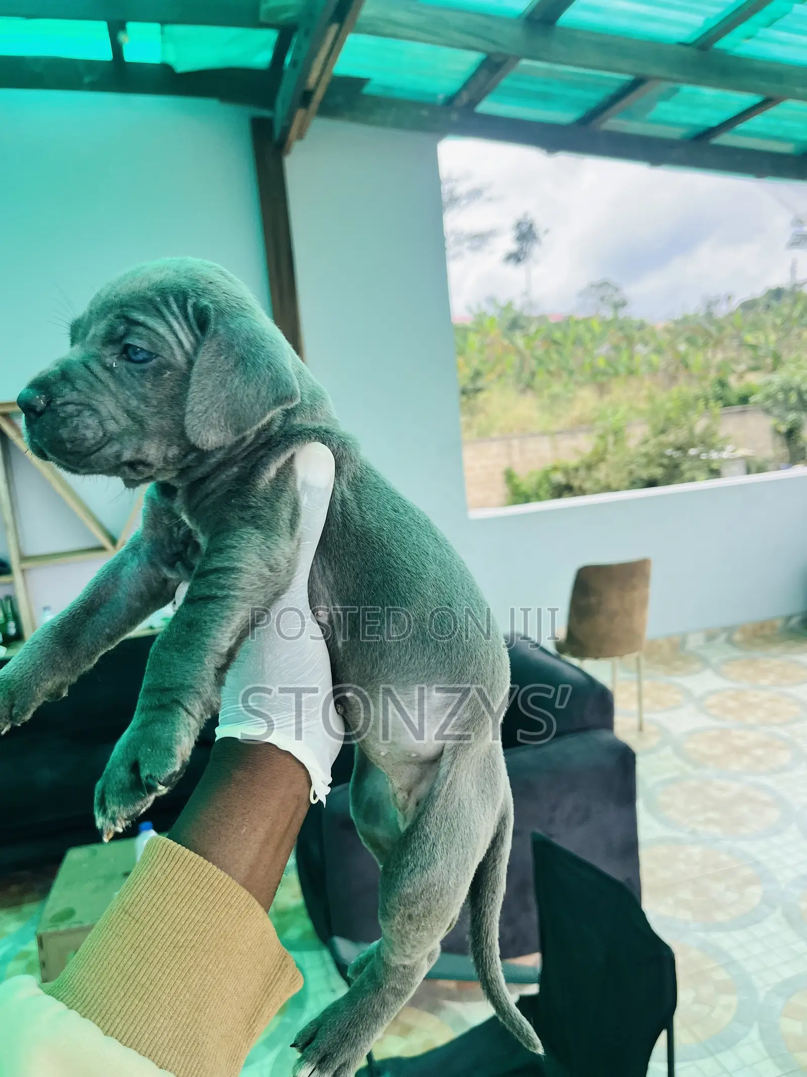 0-1 month Female Purebred Cane Corso