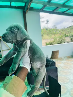 0-1 month Female Purebred Cane Corso