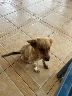 1-3 months Female Mixed Breed Dog