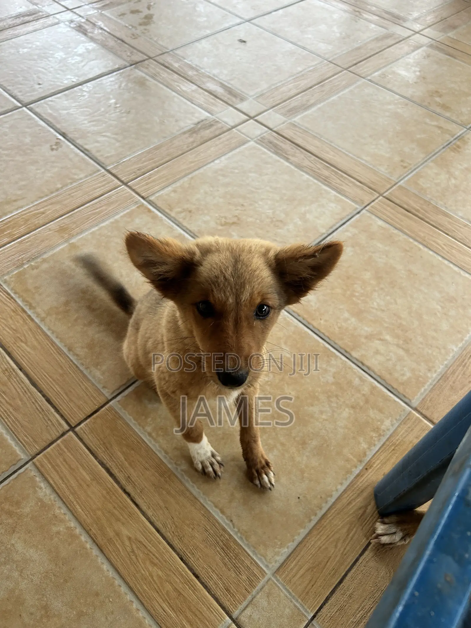 1-3 months Female Mixed Breed Dog