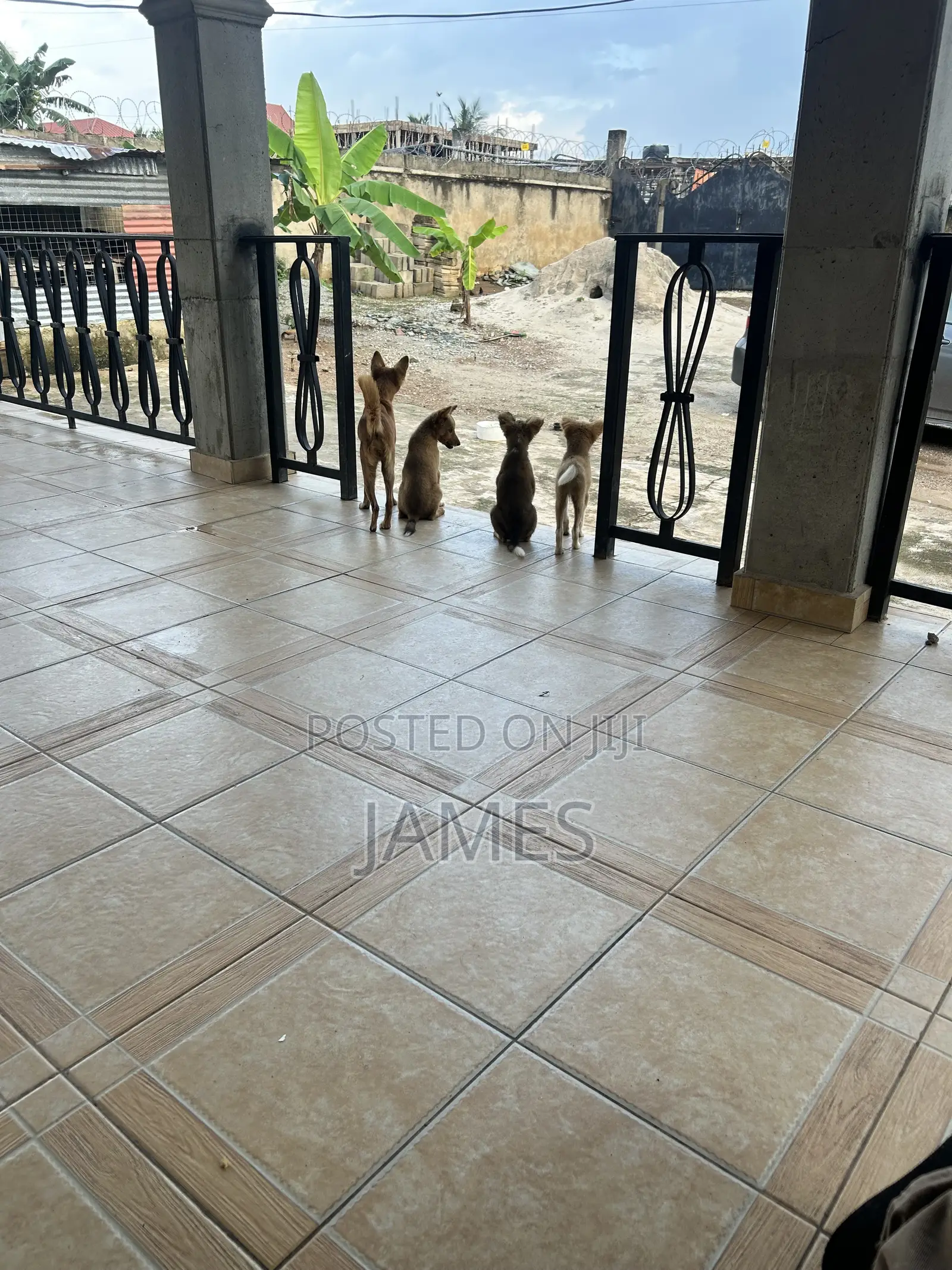 1-3 months Female Mixed Breed Dog