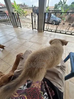 1-3 months Female Mixed Breed Dog