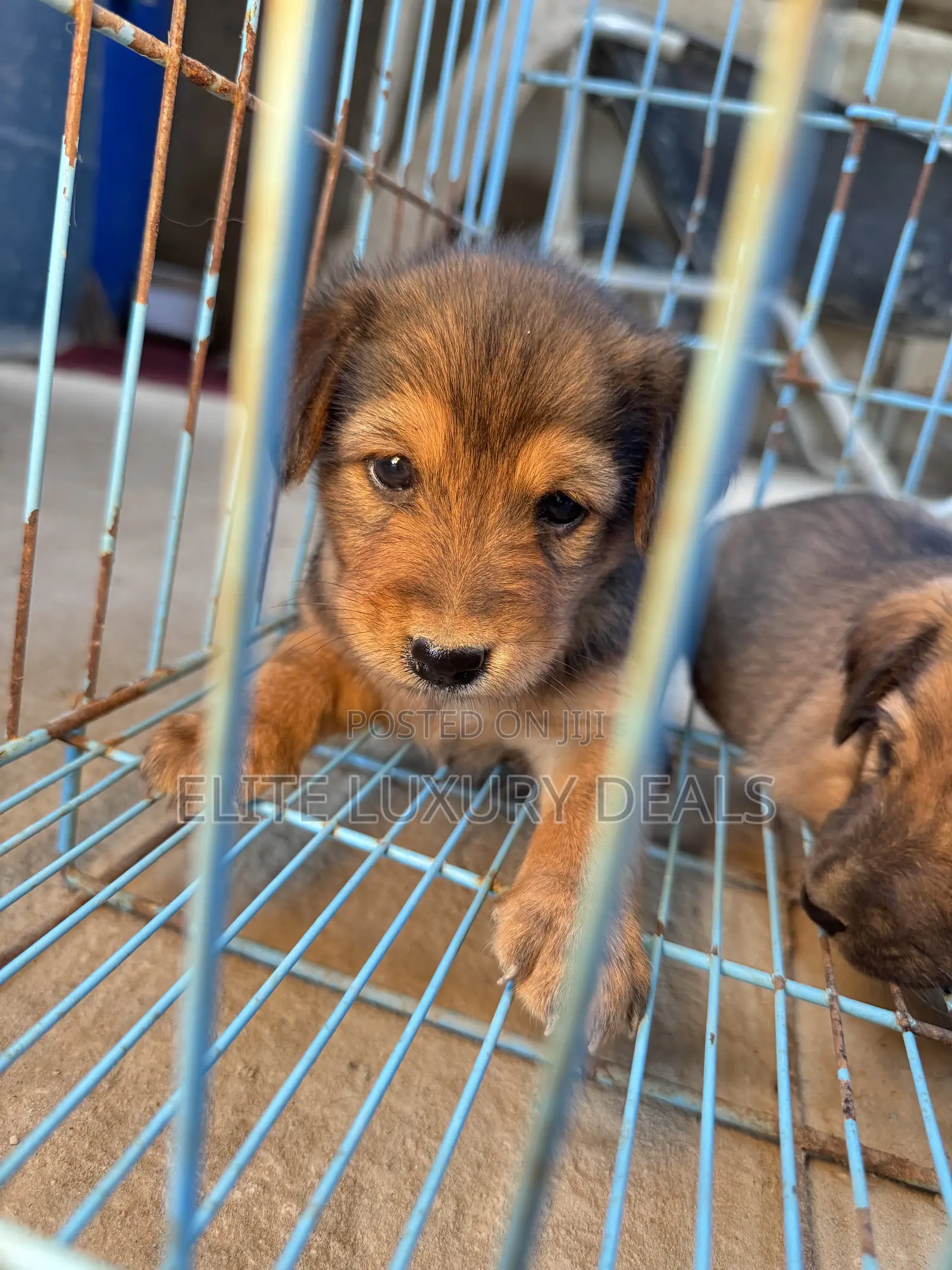 0-1 month Female Mixed Breed Mongrel (No Breed)