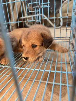 0-1 month Female Mixed Breed Mongrel (No Breed)