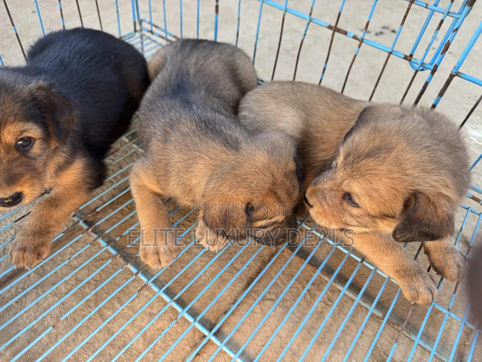 0-1 month Female Mixed Breed Mongrel (No Breed)