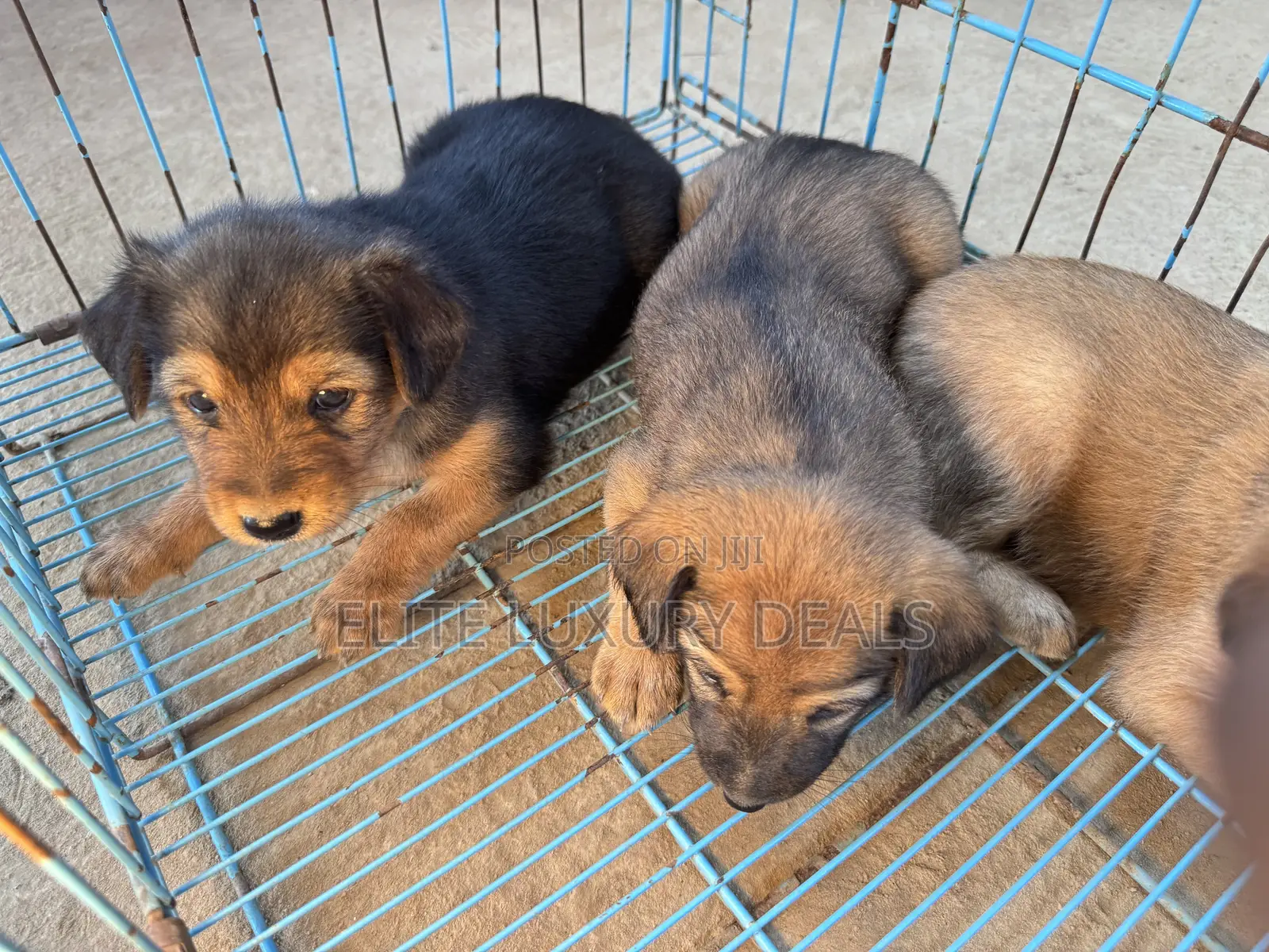 0-1 month Female Mixed Breed Mongrel (No Breed)