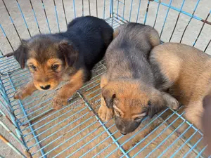 0-1 month Female Mixed Breed Mongrel (No Breed)