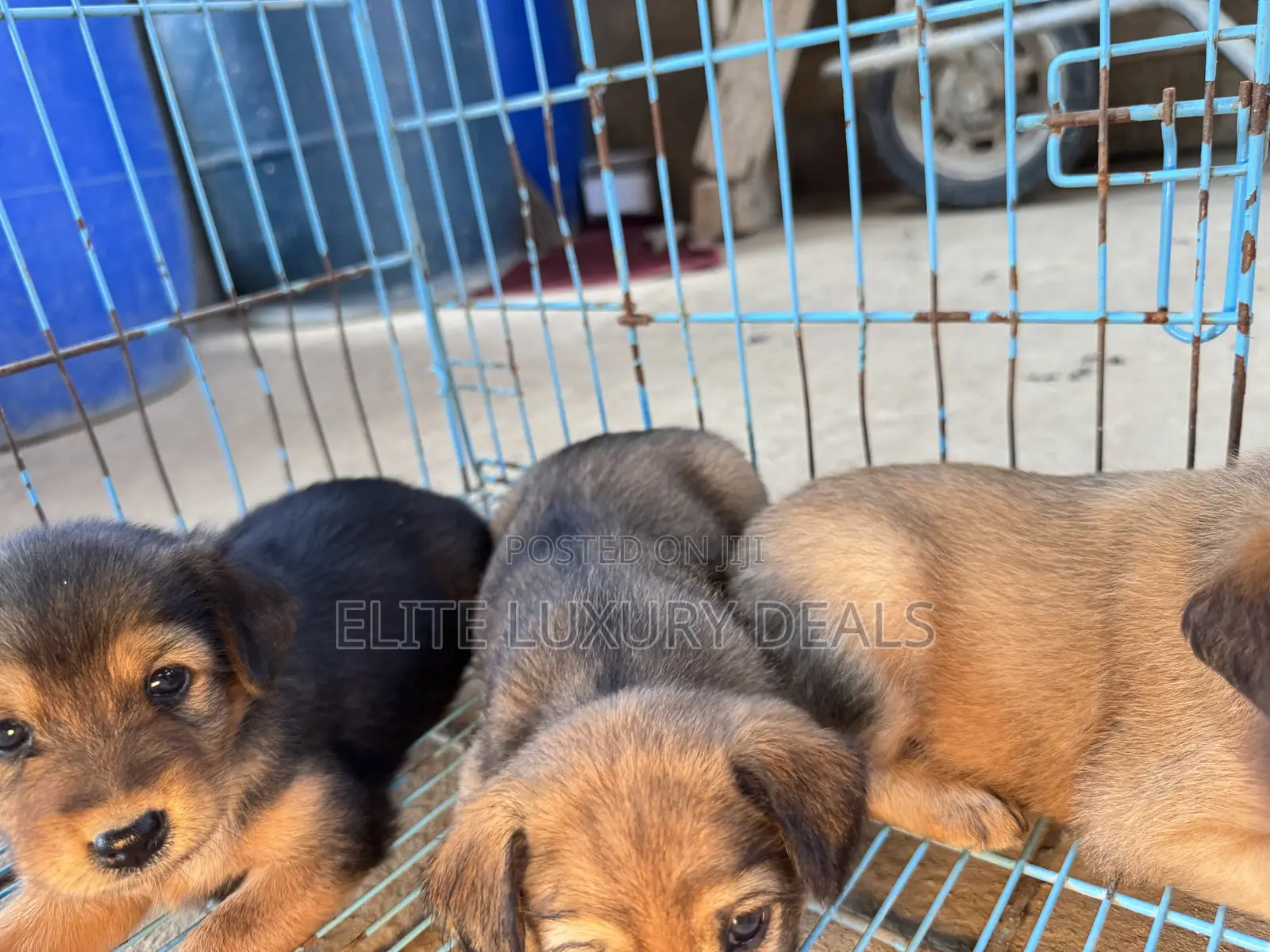 0-1 month Female Mixed Breed Mongrel (No Breed)