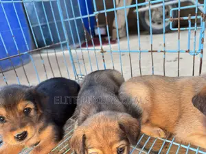 0-1 month Female Mixed Breed Mongrel (No Breed)