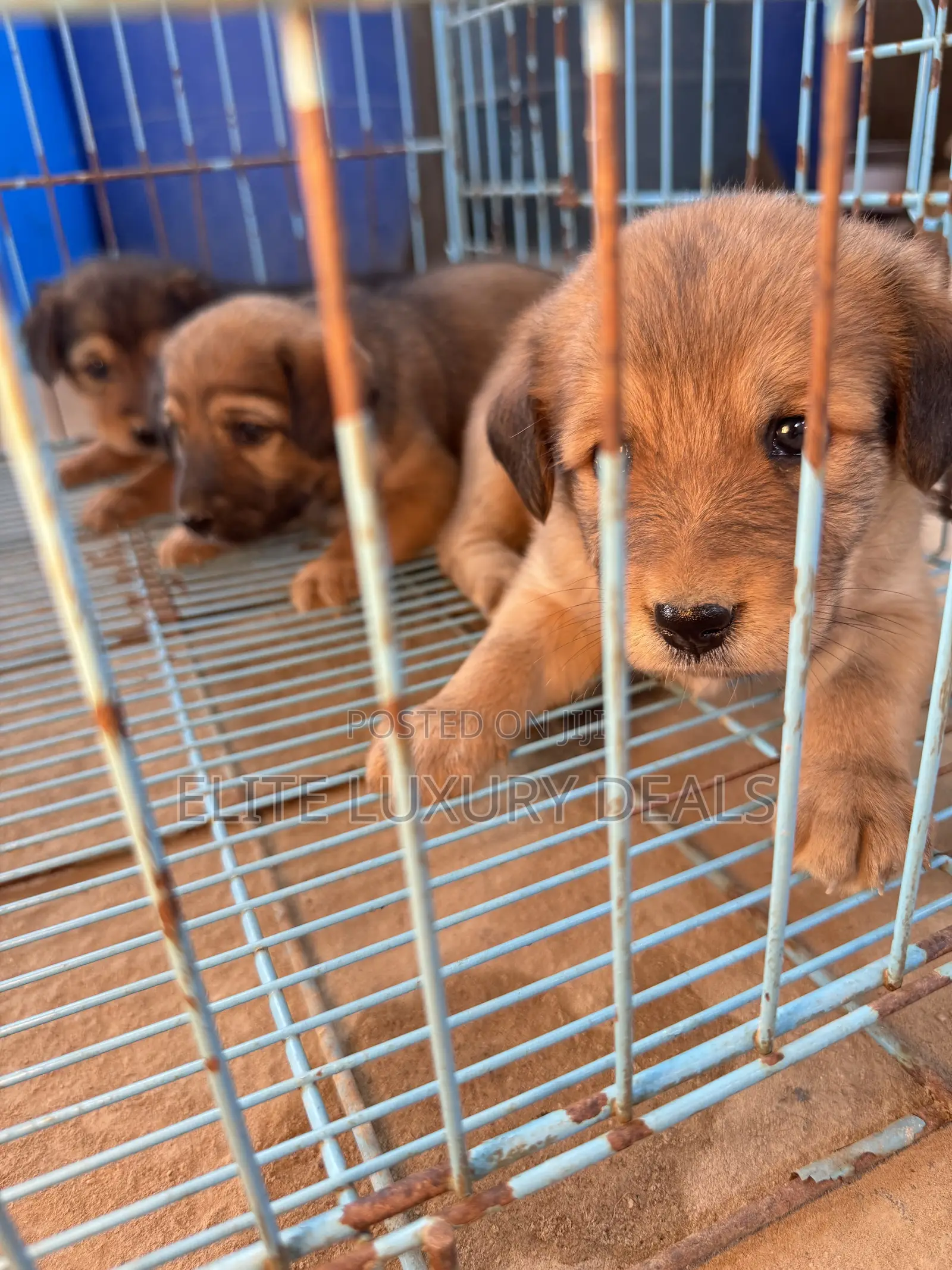 0-1 month Female Mixed Breed Mongrel (No Breed)