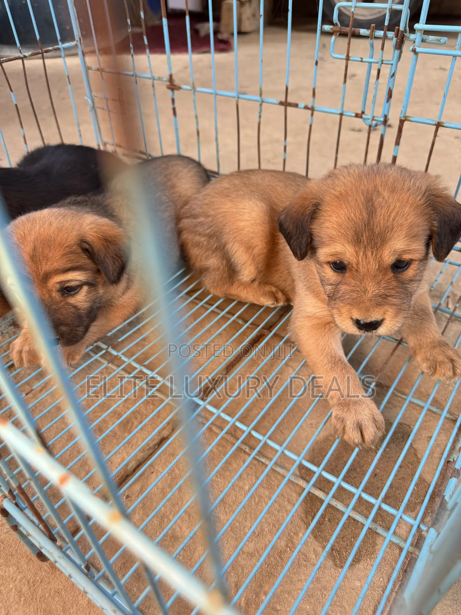 0-1 month Female Mixed Breed Mongrel (No Breed)