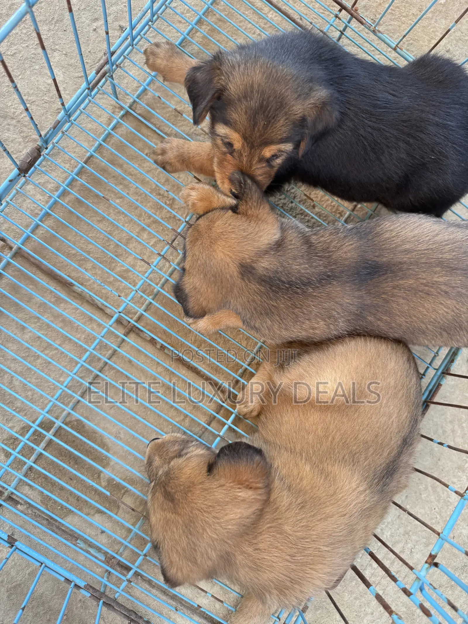 0-1 month Female Mixed Breed Mongrel (No Breed)