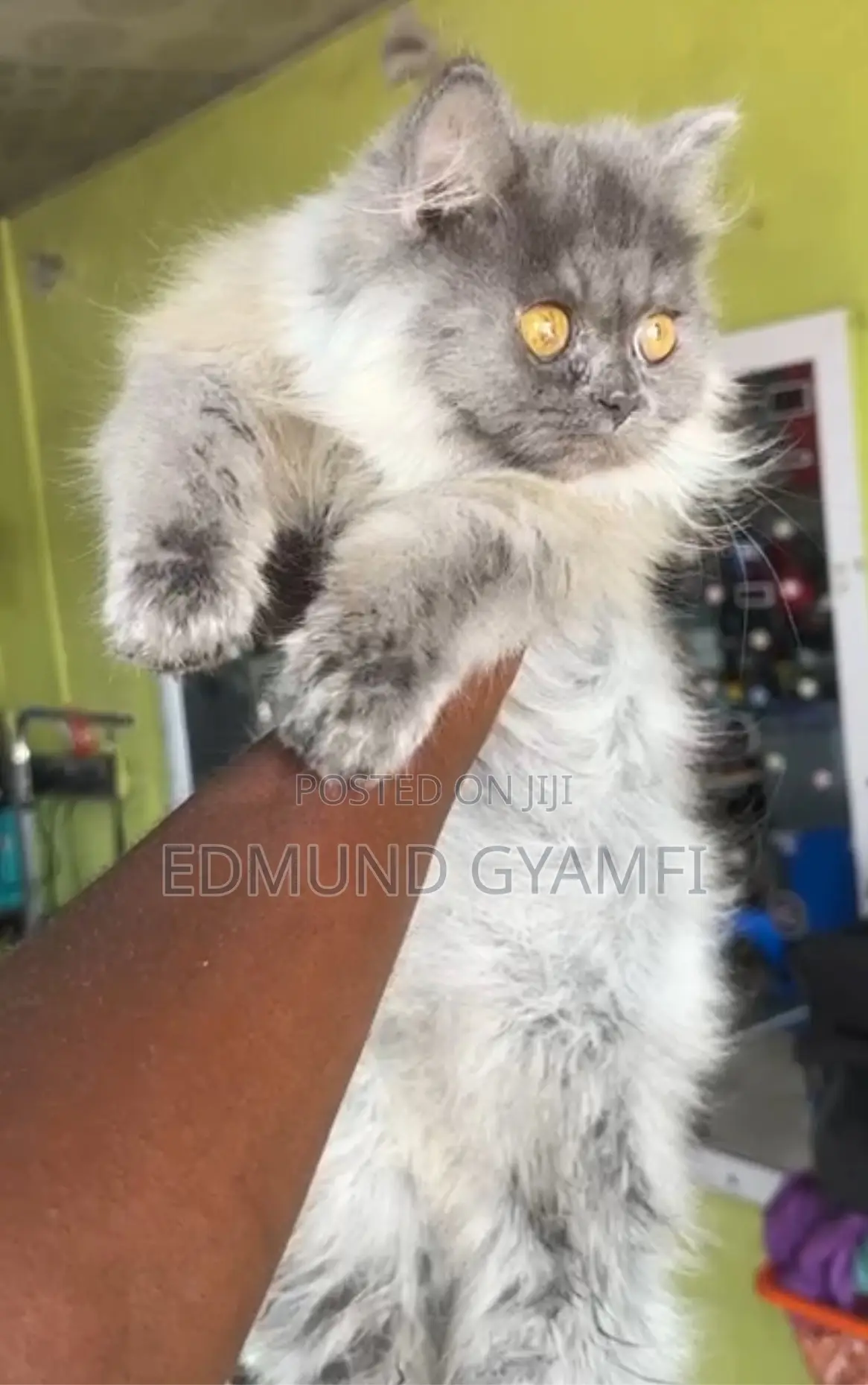 3-6 months Male Purebred Persian