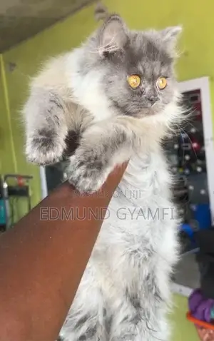 3-6 months Male Purebred Persian