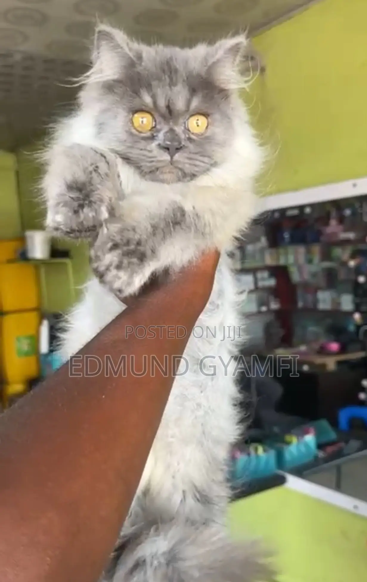 3-6 months Male Purebred Persian