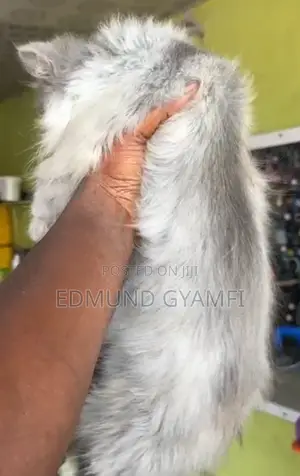 3-6 months Male Purebred Persian