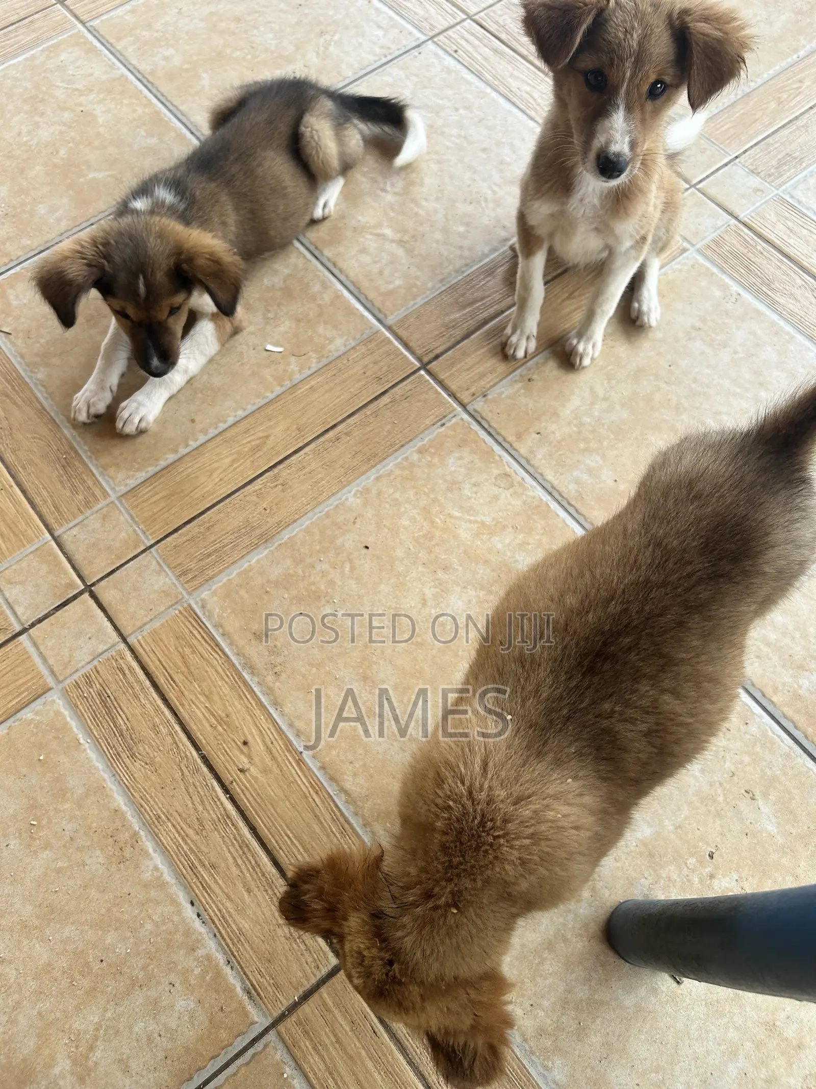1-3 months Female Mixed Breed Dog