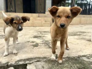 1-3 months Female Mixed Breed Dog