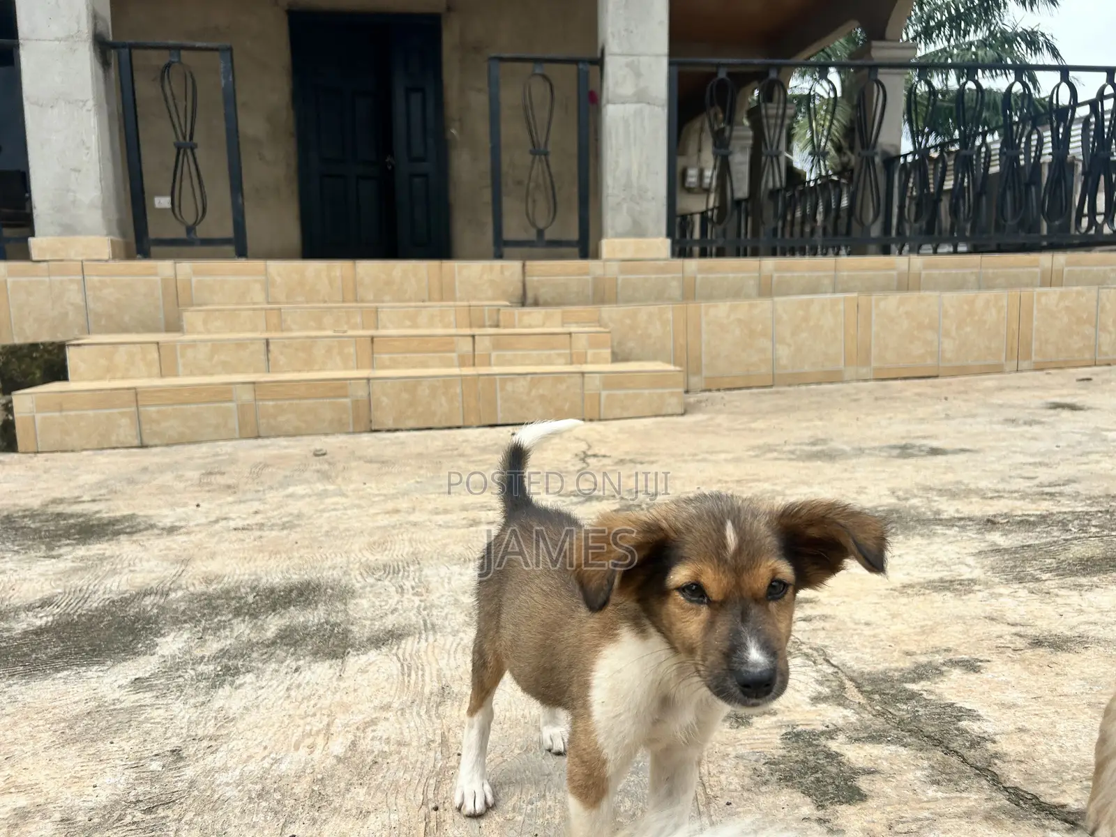 1-3 months Female Mixed Breed Dog