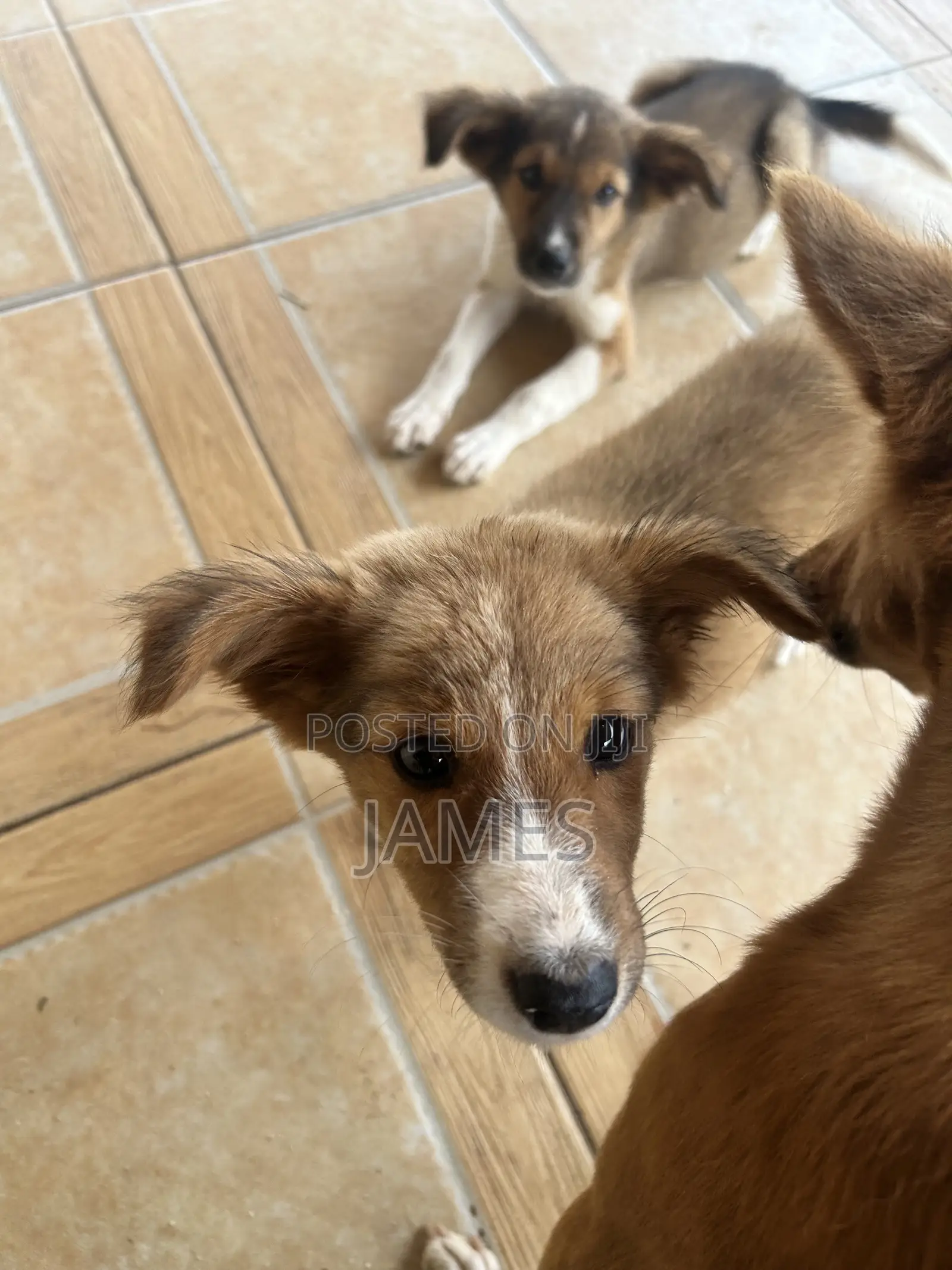 1-3 months Female Mixed Breed Dog