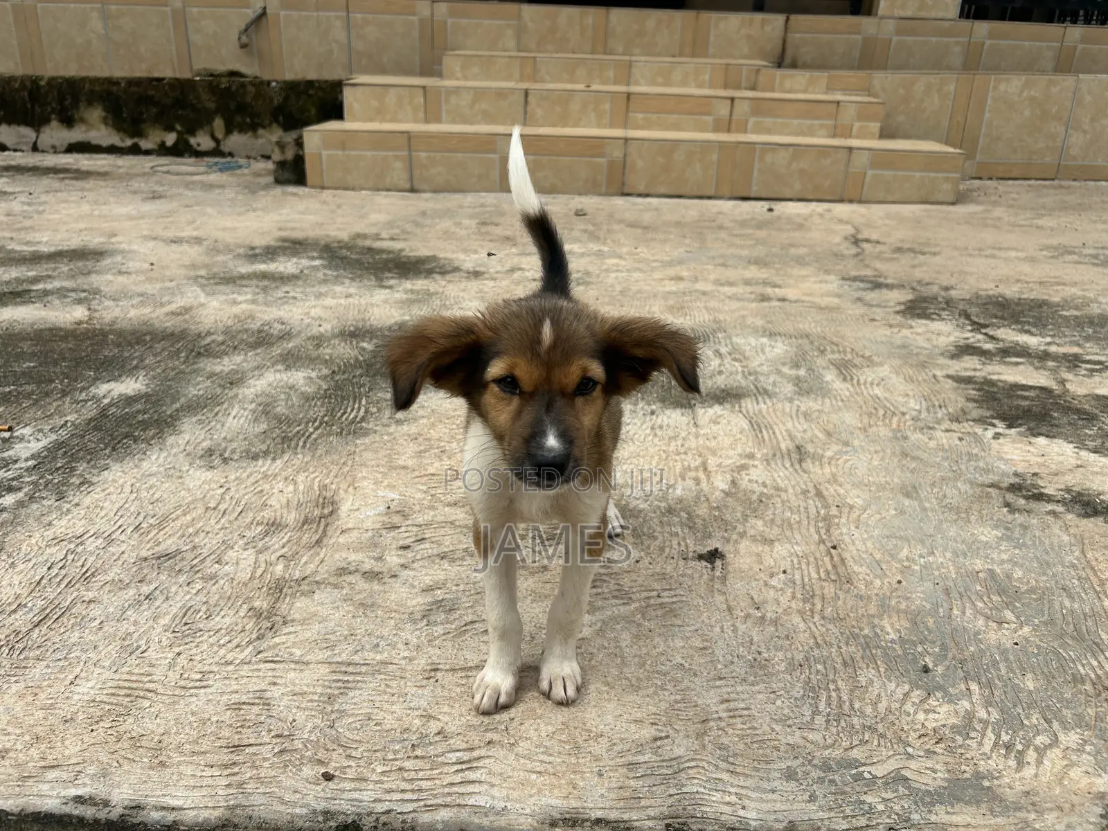 1-3 months Female Mixed Breed Dog