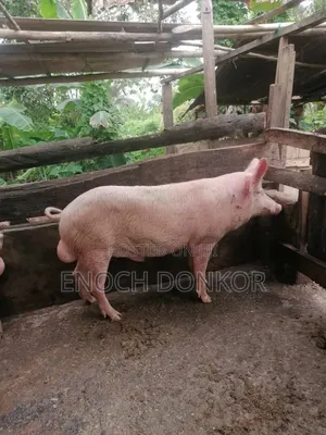 Fatless Fully Grown Pigs