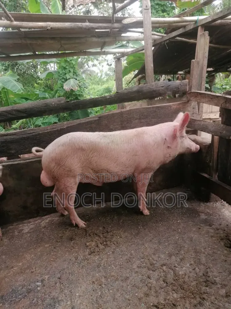 Fatless Fully Grown Pigs