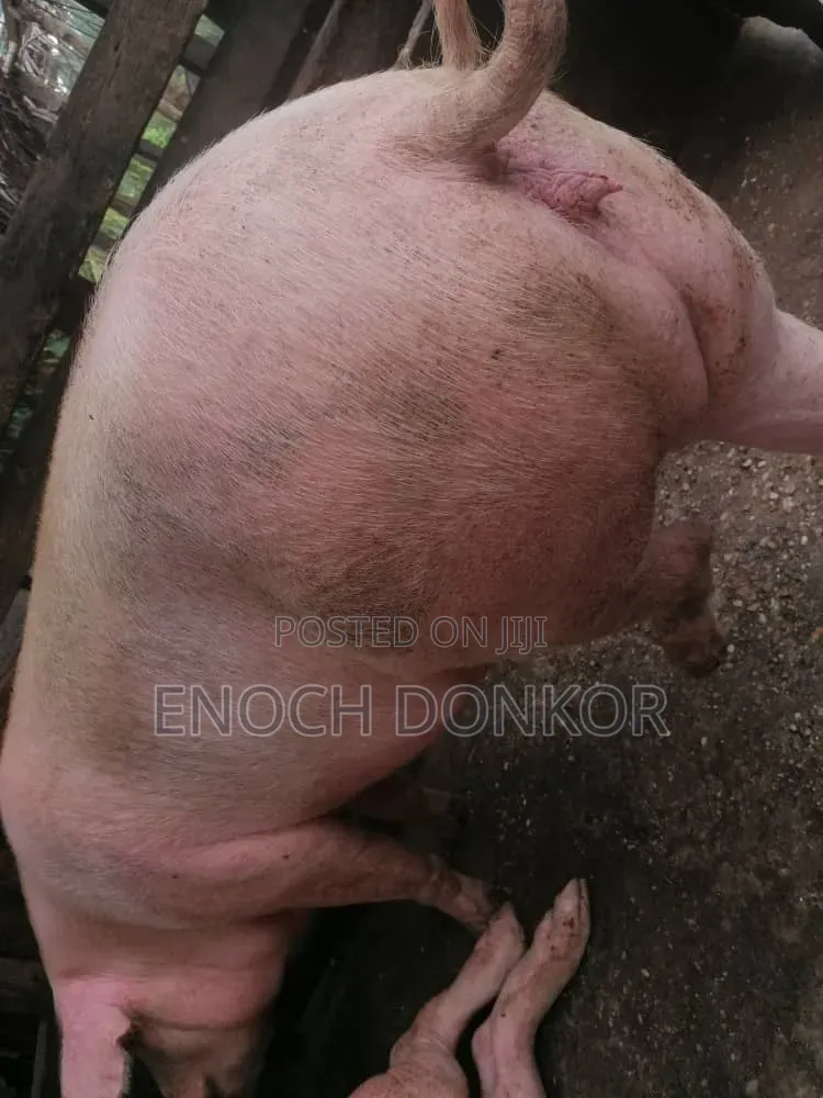 Fatless Fully Grown Pigs