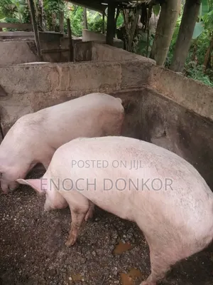Fatless Fully Grown Pigs