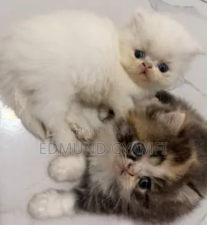 1-3 months Male Purebred Persian