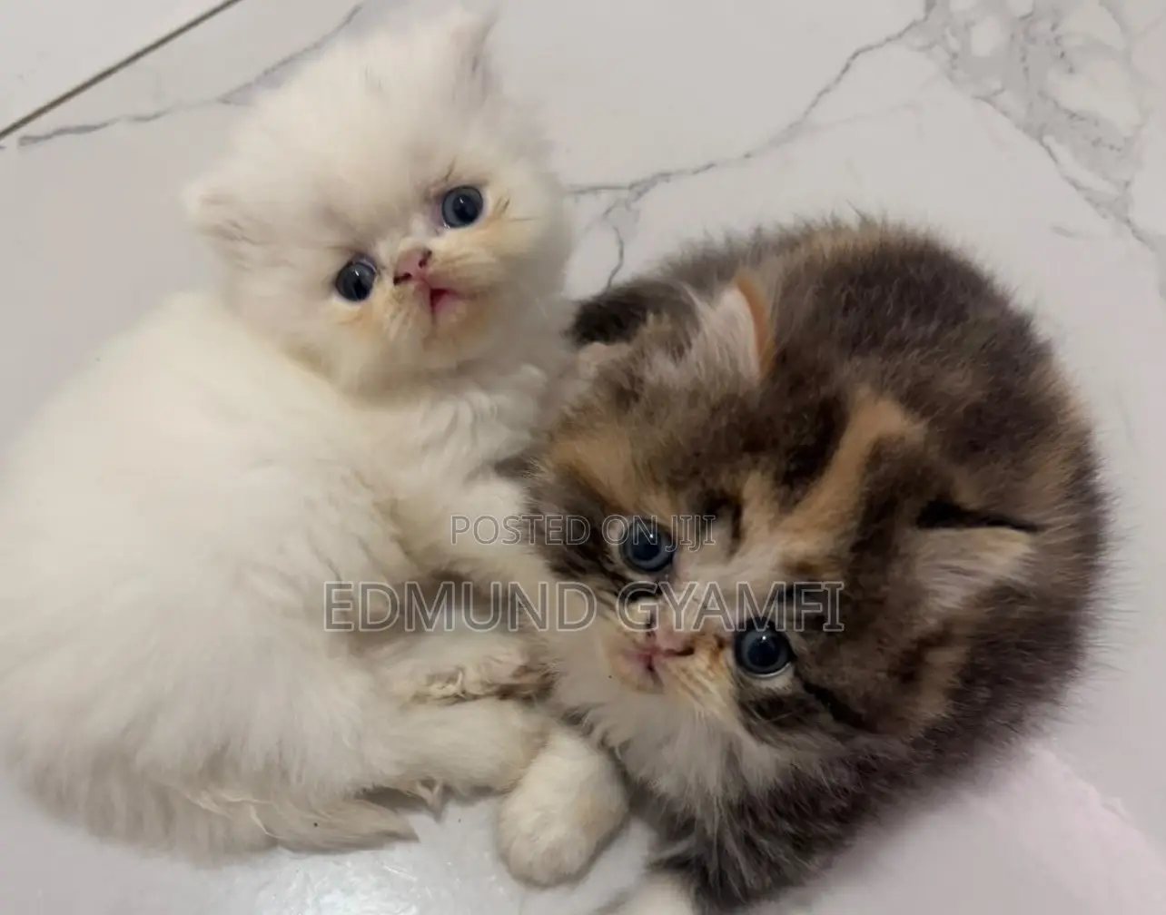 1-3 months Male Purebred Persian