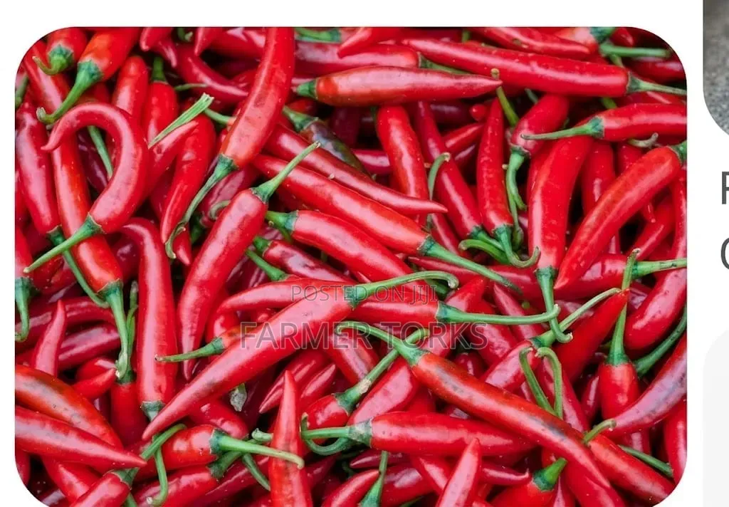 Chilli Pepper