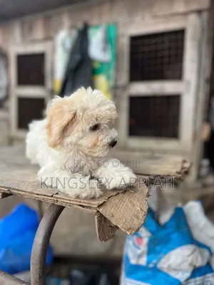 1-3 months Female Purebred Poodle