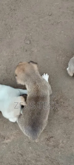 1-3 months Male Mixed Breed Dog