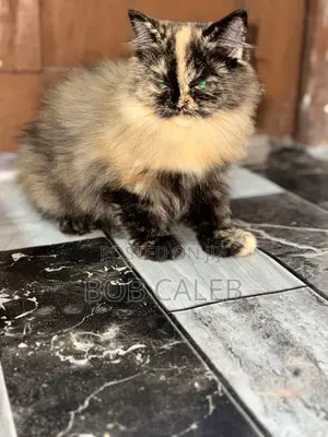 1-3 months Female Purebred Persian