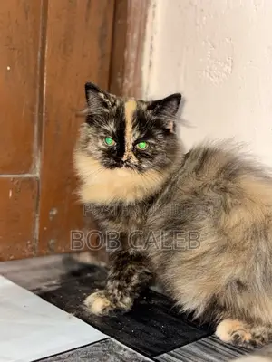1-3 months Female Purebred Persian