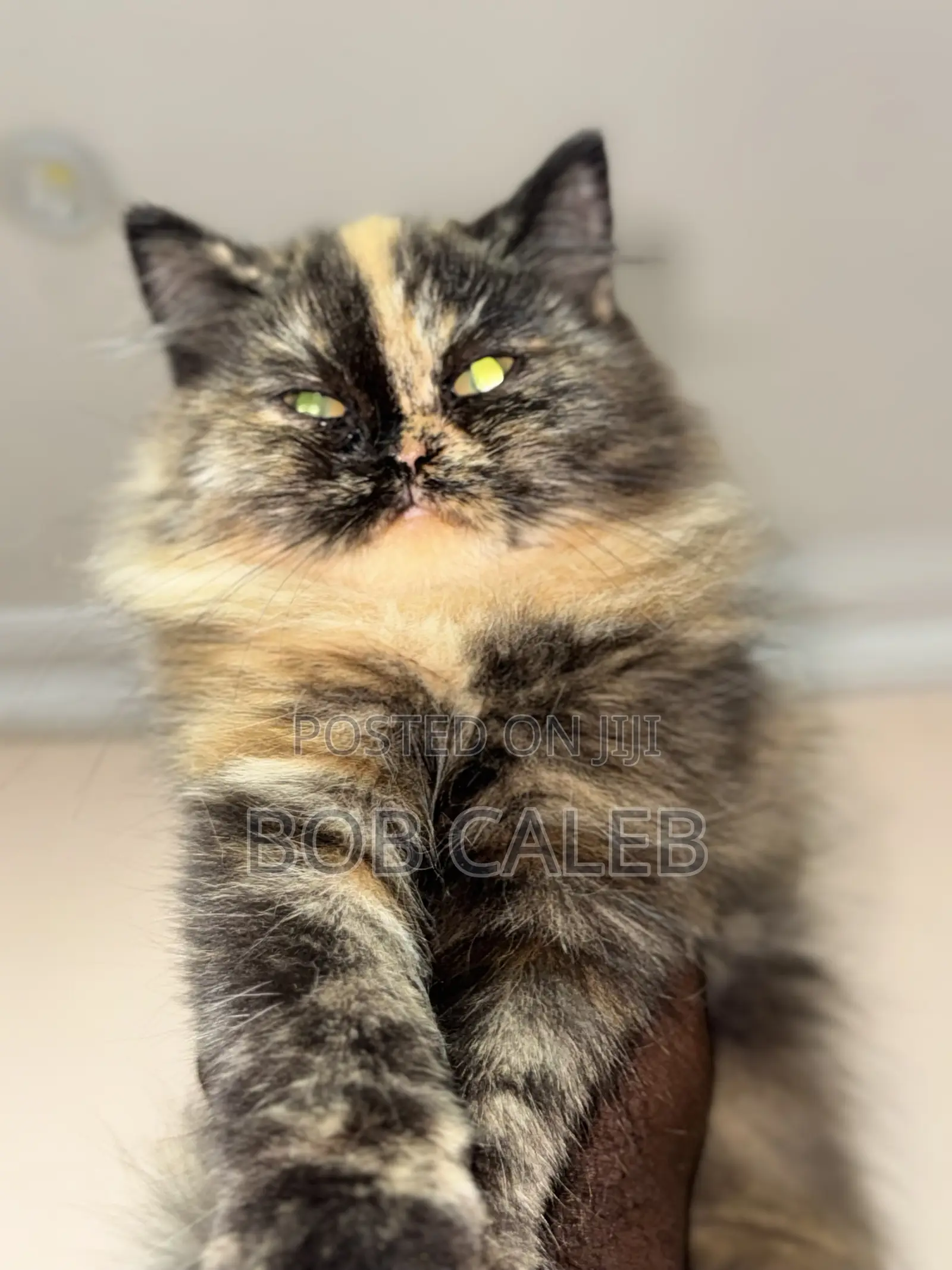 1-3 months Female Purebred Persian