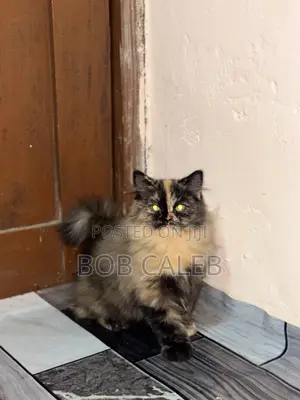 1-3 months Female Purebred Persian