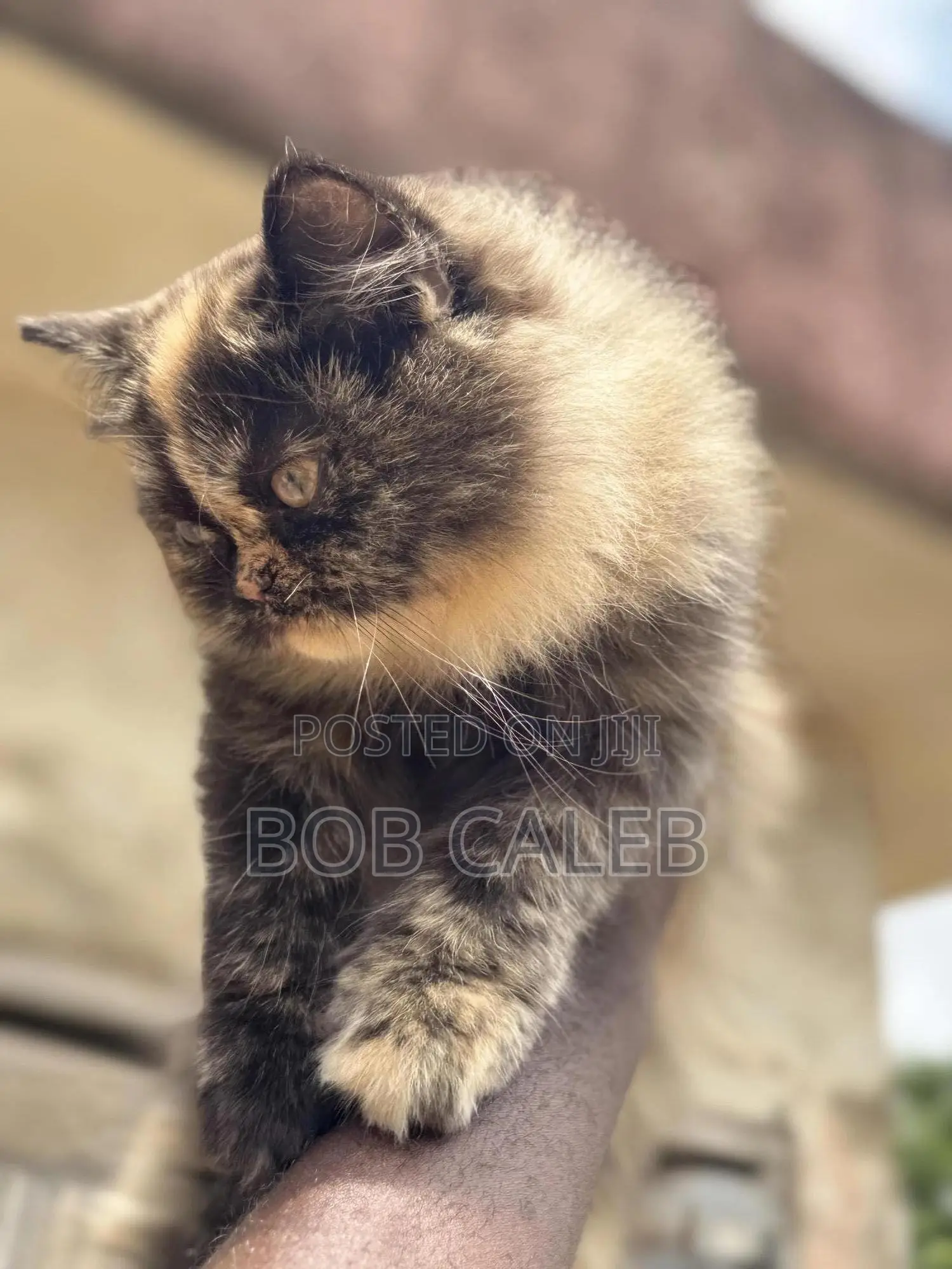 1-3 months Female Purebred Persian