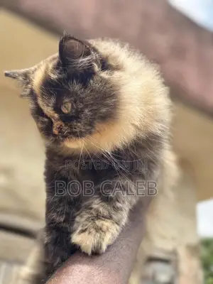 1-3 months Female Purebred Persian