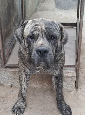 1+ year Male Purebred Boerboel