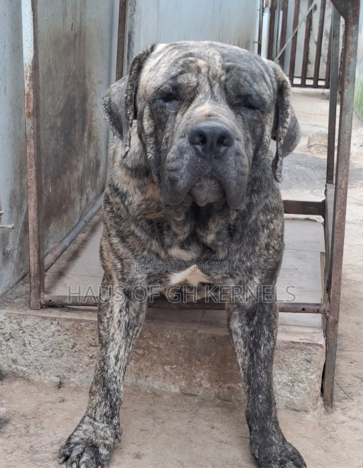 1+ year Male Purebred Boerboel