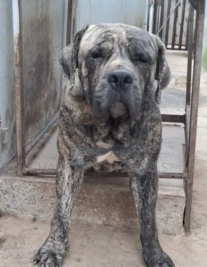 1+ year Male Purebred Boerboel