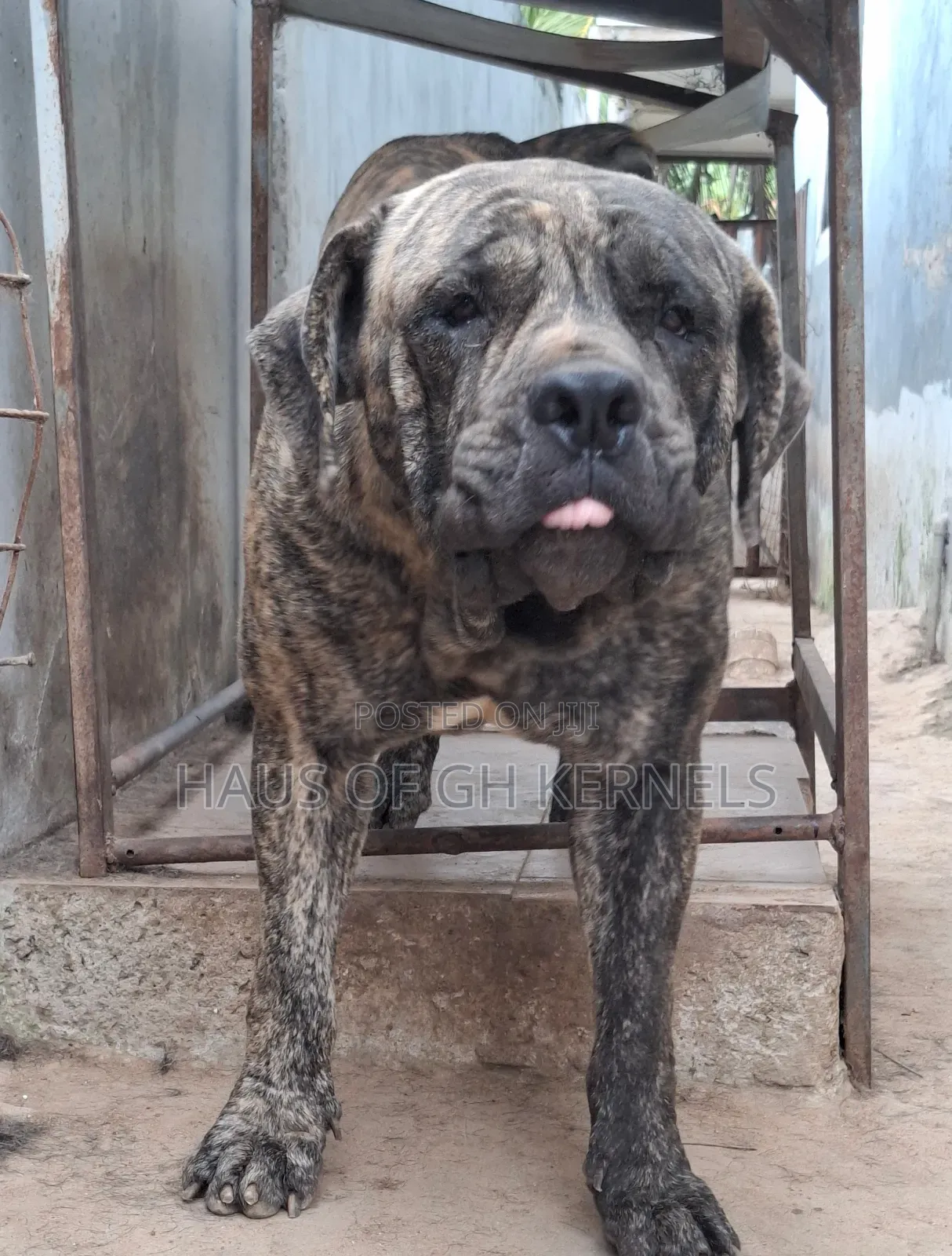 1+ year Male Purebred Boerboel