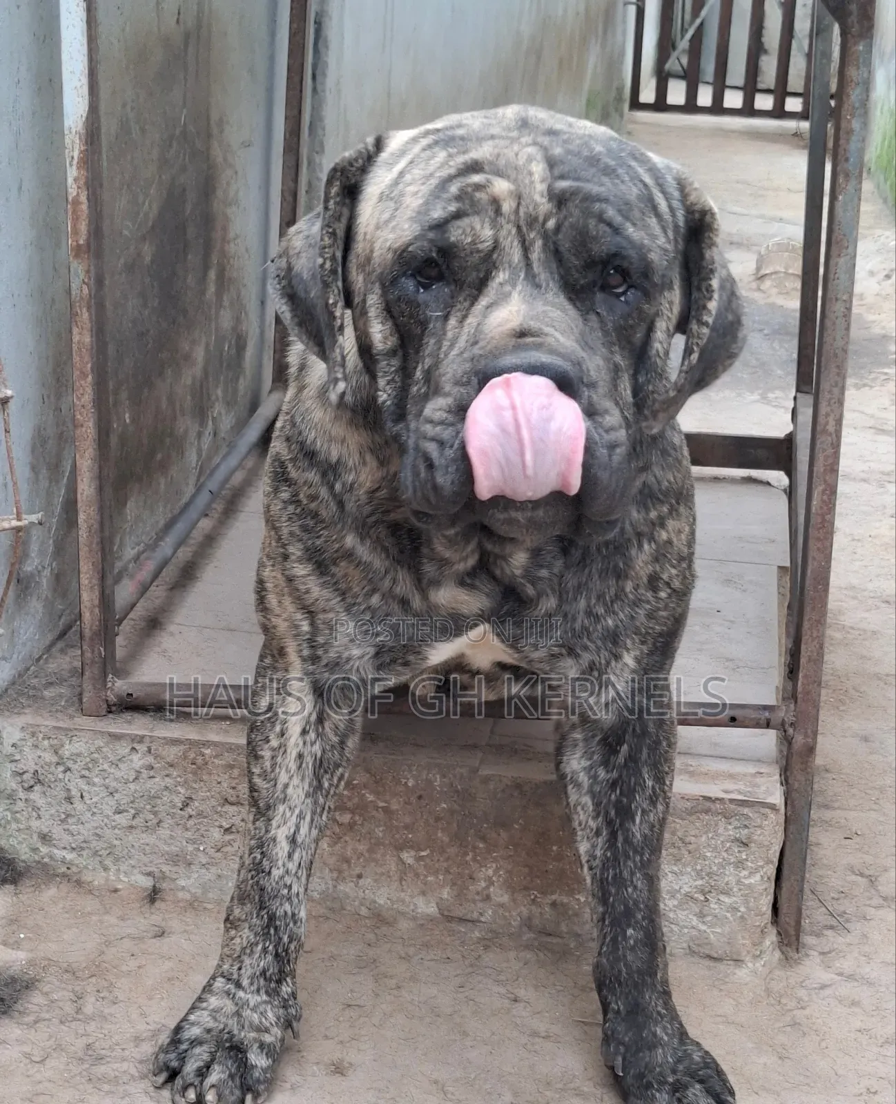 1+ year Male Purebred Boerboel