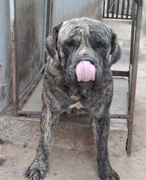 1+ year Male Purebred Boerboel