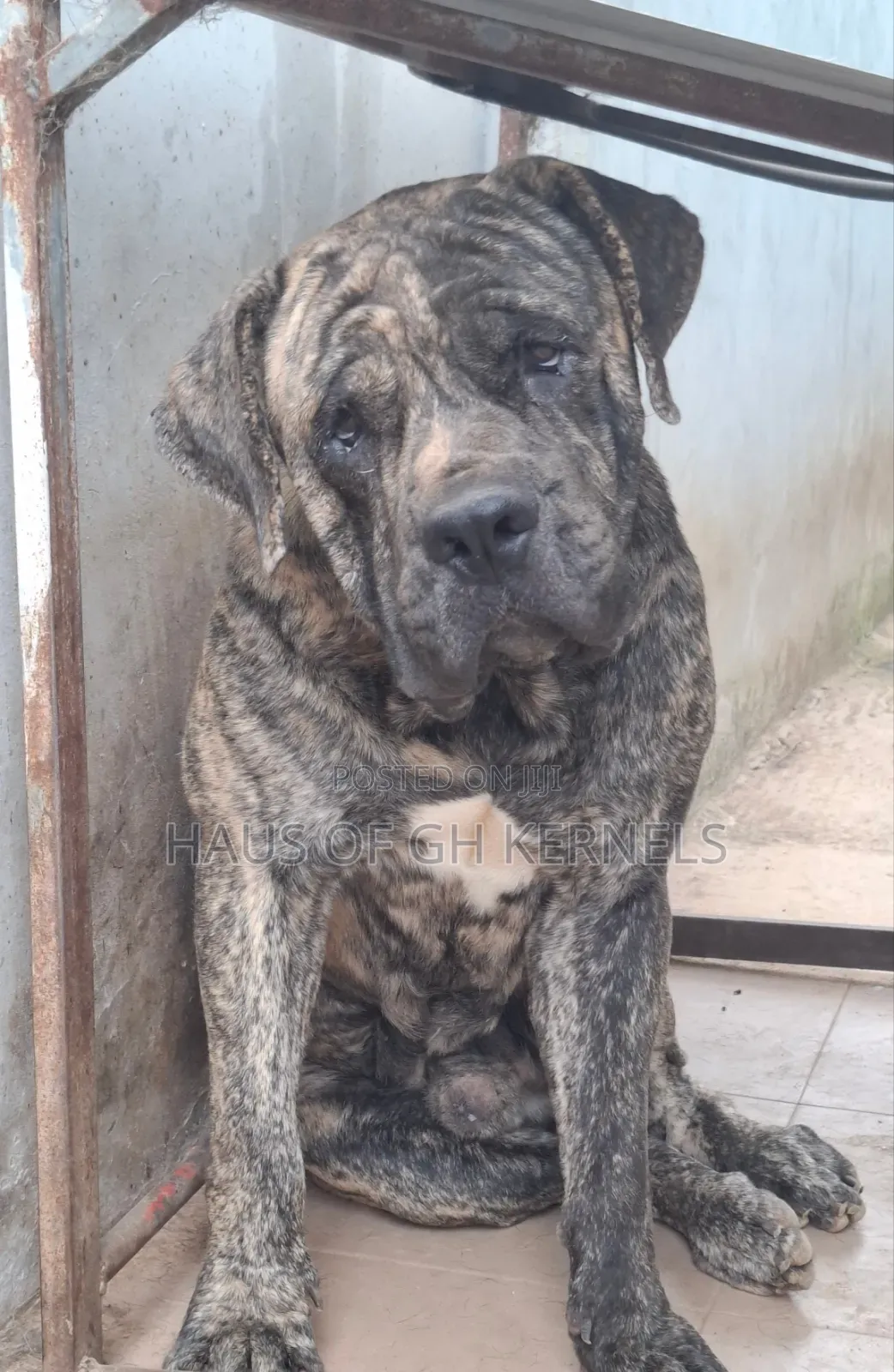 1+ year Male Purebred Boerboel