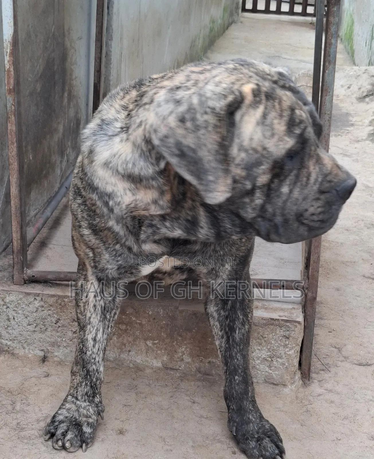 1+ year Male Purebred Boerboel