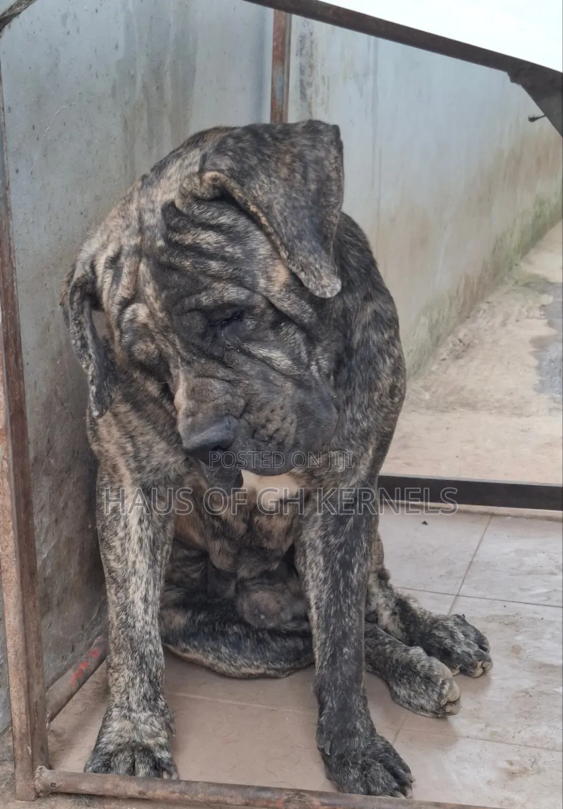 1+ year Male Purebred Boerboel