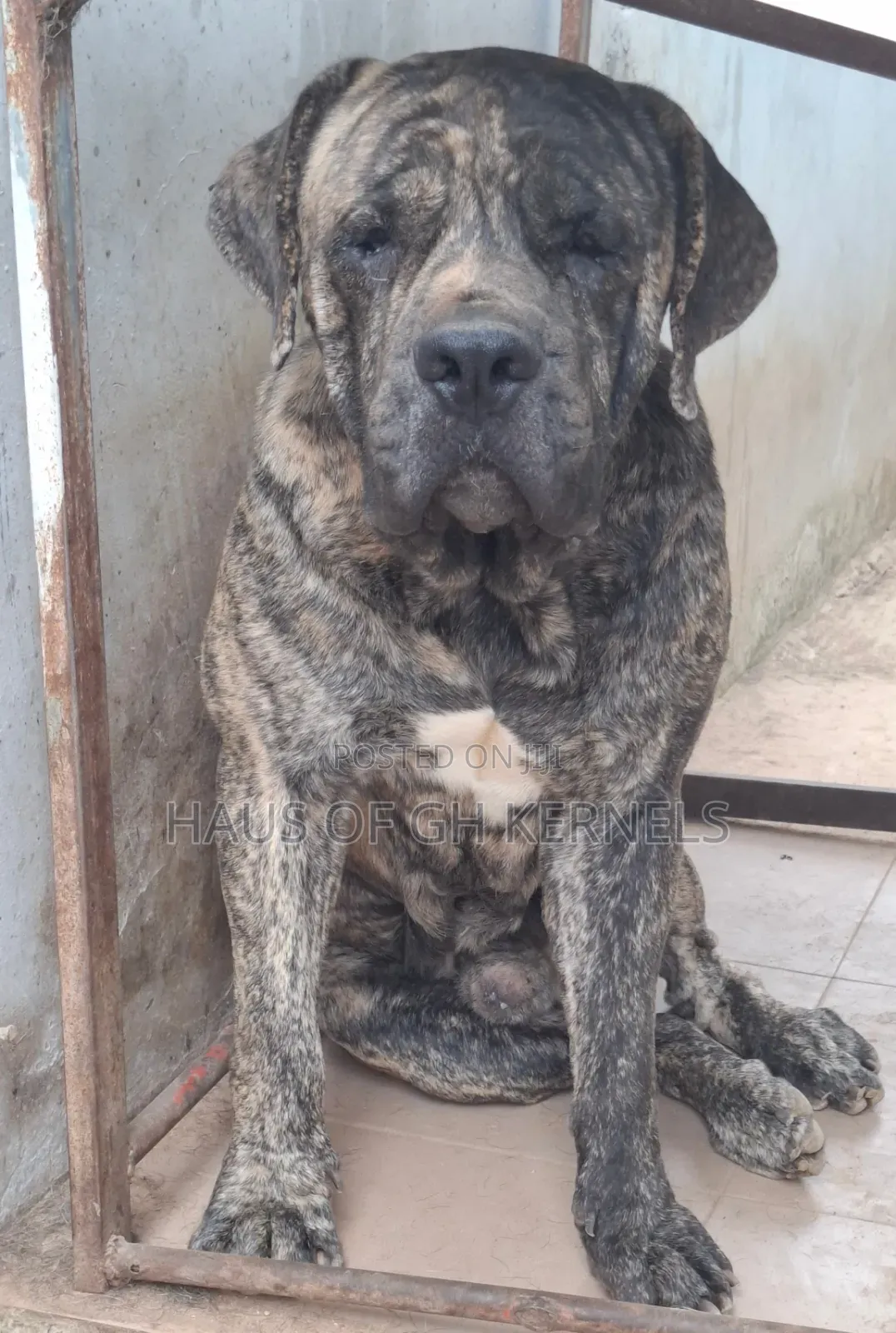 1+ year Male Purebred Boerboel